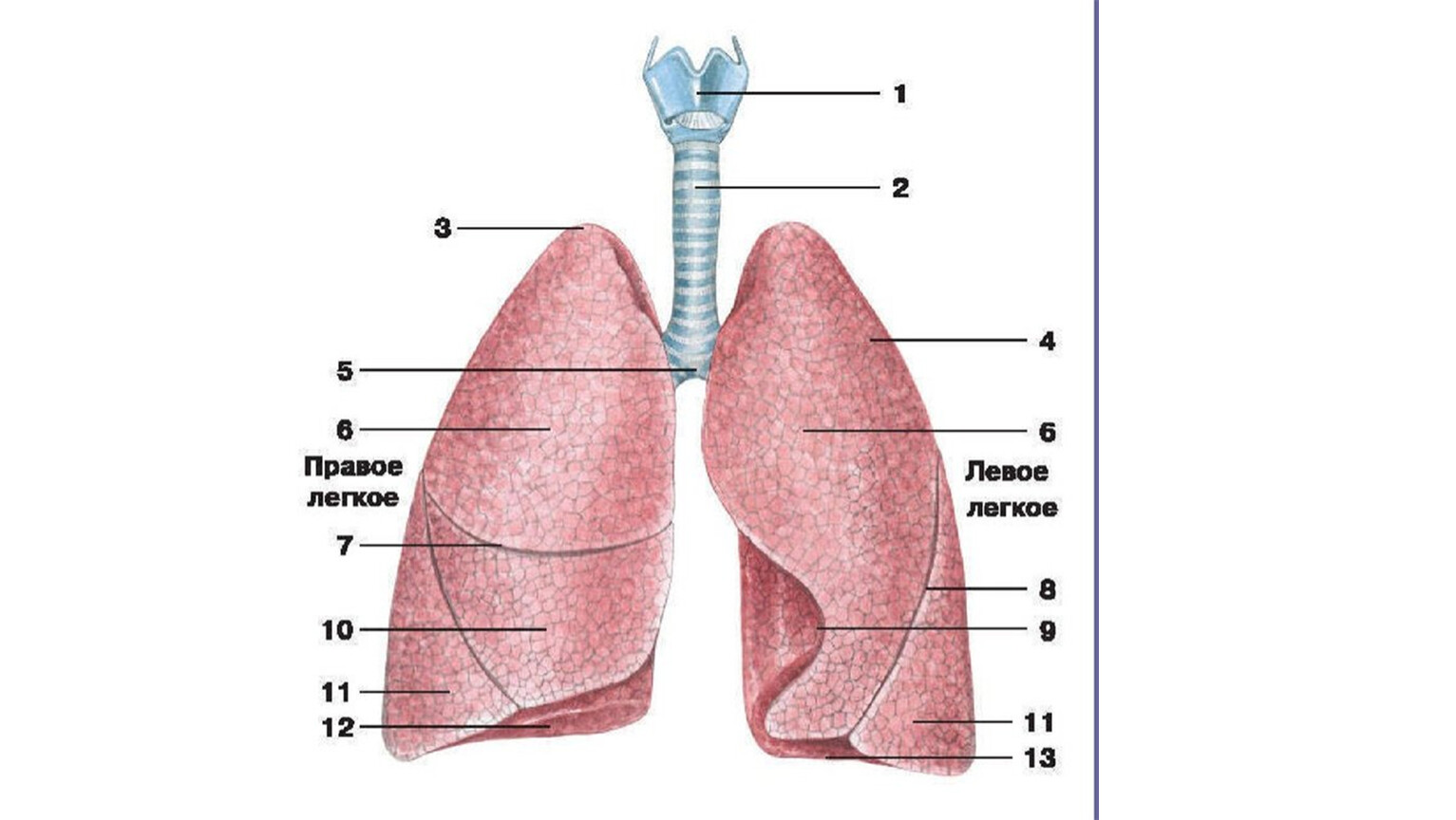 Легкие 8 класс кратко. Дыхательная система трахея анатомия человека. Дыхательная система трахея и бронхи. Строение лёгких человека бронхи. Трахеи бронхи легкие строение.