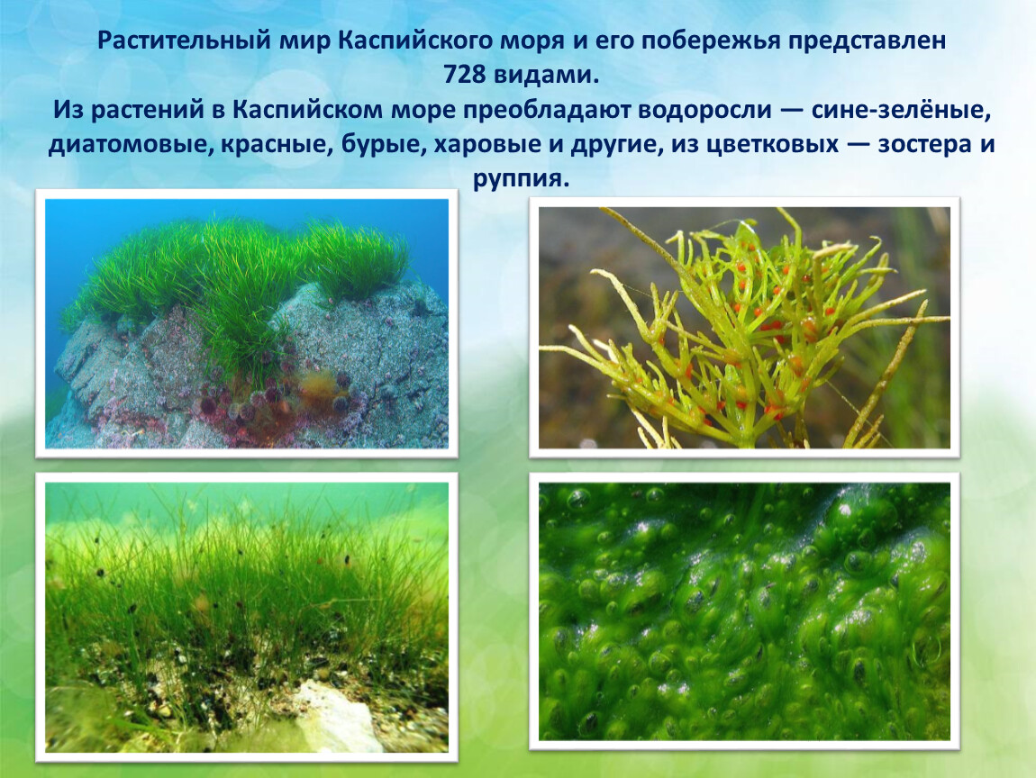 Каспийское море животные и растения
