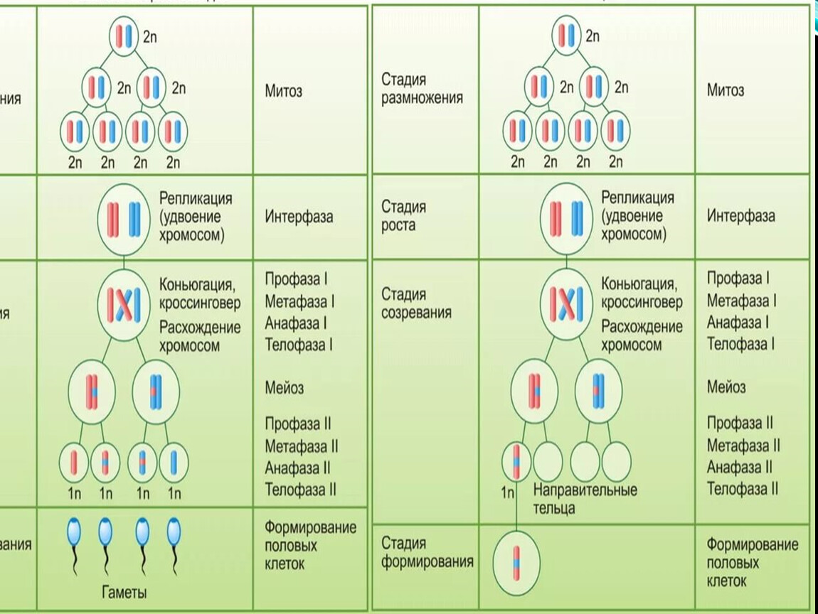Зигота человека содержит хромосом. Образование половых клеток мейоз биология 9 класс таблица. 9 Класс мейоз образование половых клеток биология. Образование половых клеток мейоз. Биология 10 класс образование половых клеток мейоз.