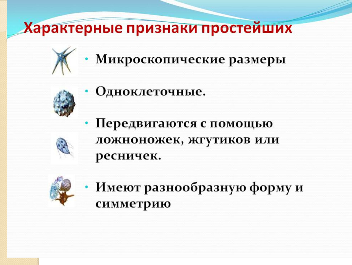 Какова роль в жизни одноклеточных организмов. Признаки простейших. Признаки простейших животных. Характерные черты простейших. Общие признаки простейших.