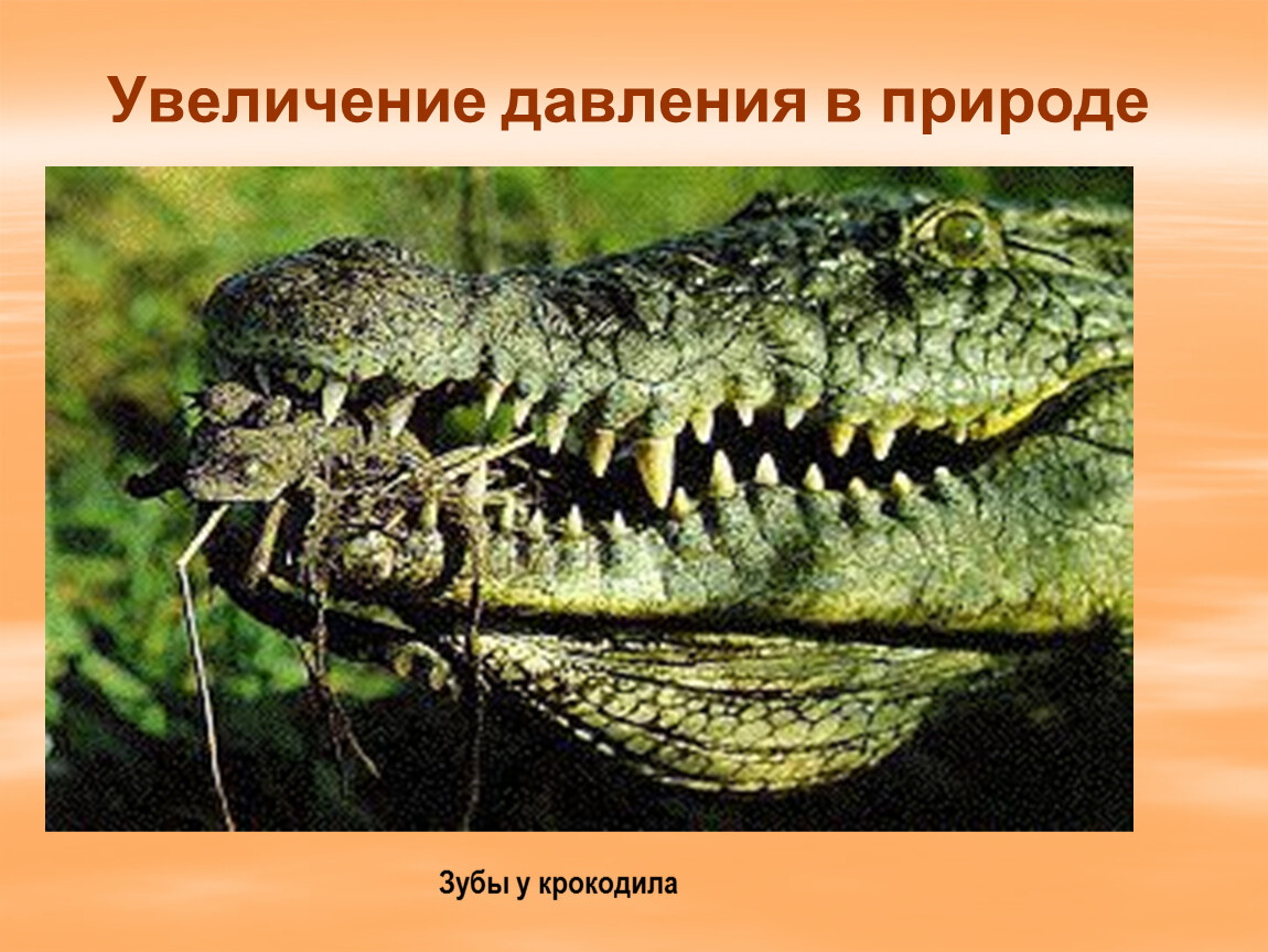 Давление в природе. Увеличение давления в природе. Зубы крокодила увеличение давления. Приспособление к питанию у крокодила.