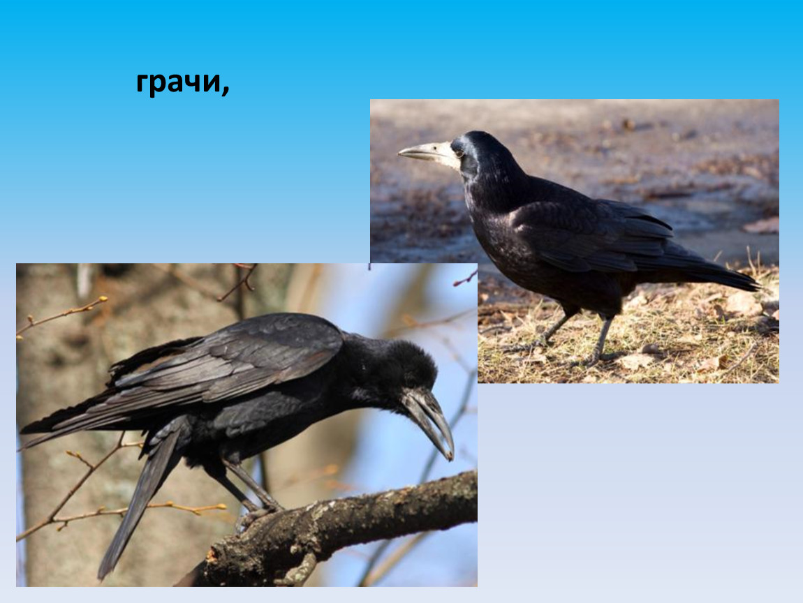 Грач размеры птицы. Грач Перелетная птица. Вороны перелетные птицы. Грачи в Москве.