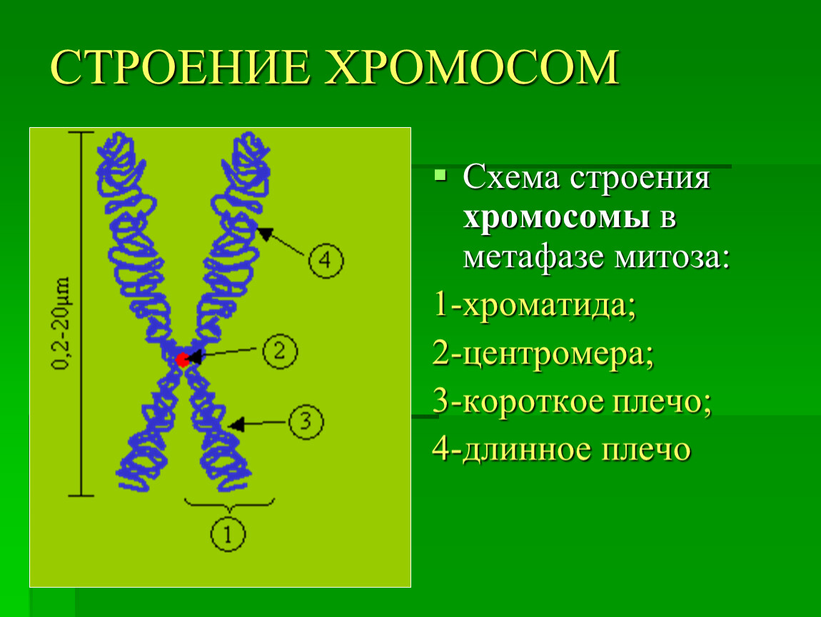 Хромосомы в растительной клетке. Строение хромосомы 10 класс биология. Строение клетки хромосомы строение и функции. Строение хромосом в световом микроскопе. Схема строения хромосомы.