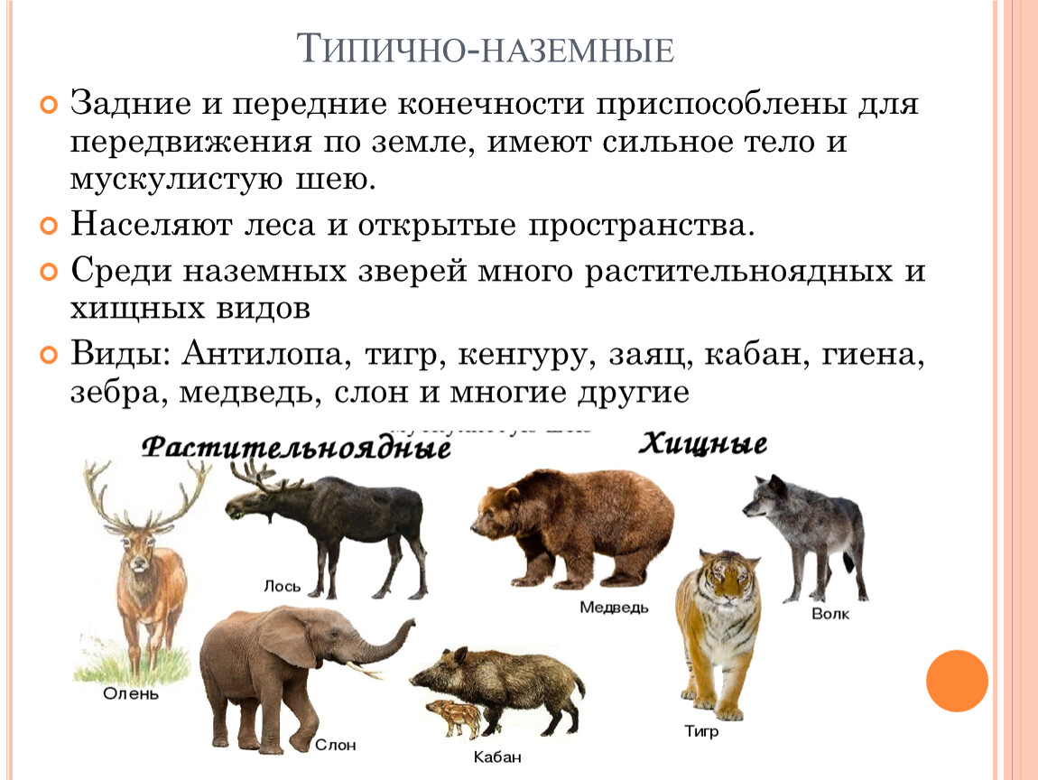 Наземное млекопитающее примеры. Экологические группы млекопитающих 7 класс биология. Группы наземных животных. Типично наземные животные. Наземная группа млекопитающих.