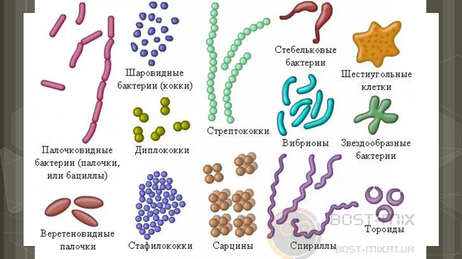 Формы бактерий 9 класс биология