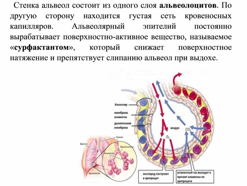 Стенки легочных пузырьков образованы