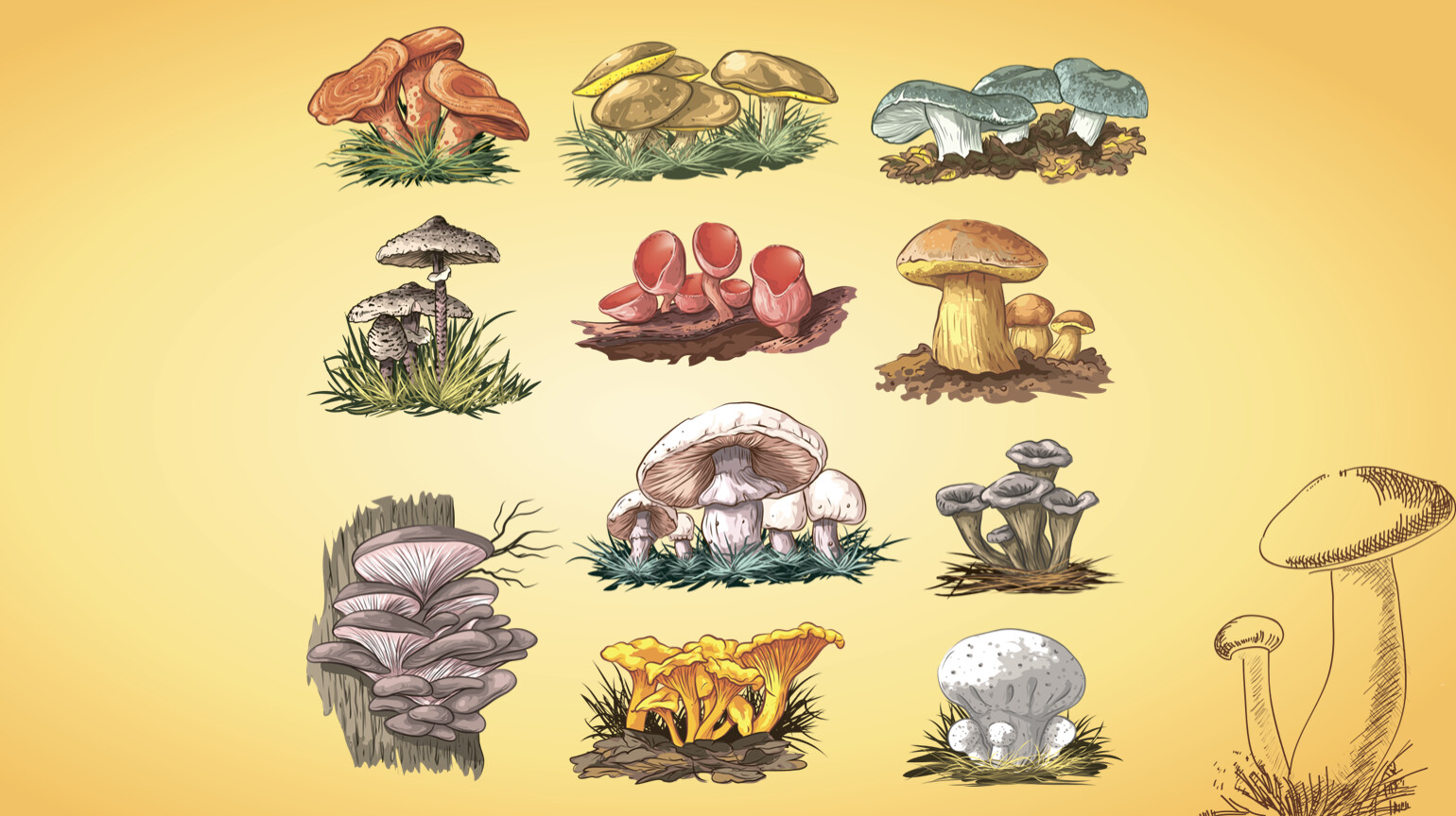 Урок биологии грибы. Грибы разнообразие. Биология грибов. Рисунки грибов на урок биологии. Разнообразие грибов рисунок.