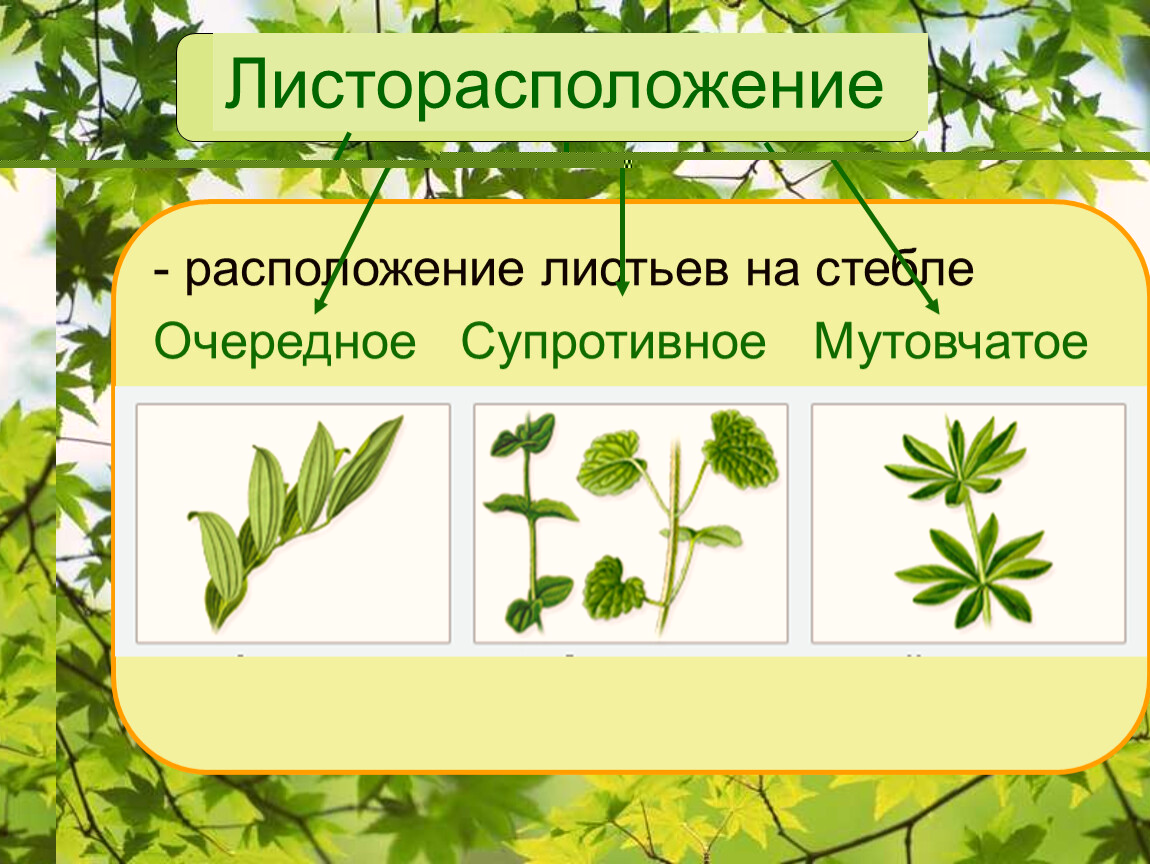 Виды листорасположения вы знаете. Расположение листьев на стебле. Расположение листьев на стебле может быть. Софора листорасположение листьев.