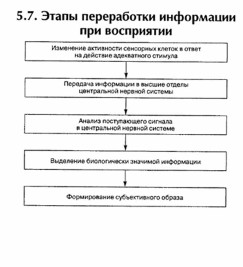 Этапы восприятия. Этапы переработки информации при восприятии. Последовательность этапов переработки информации при восприятии. Этапы переработки. Этапы переработки информации в психологии.