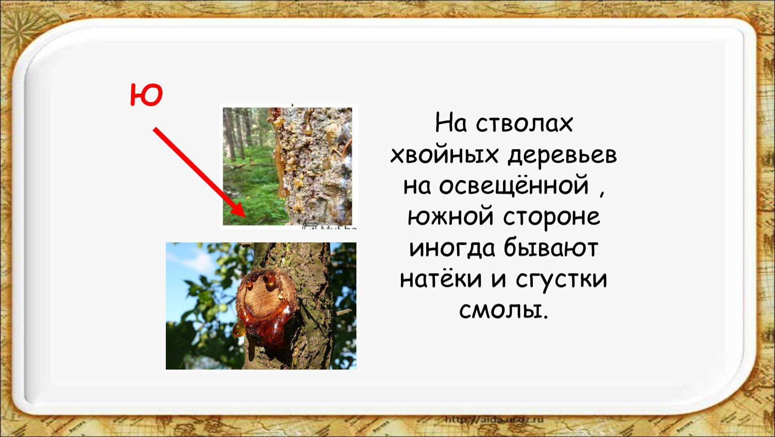 Смола некоторых деревьев сканворд. Ориентирование по смоле хвойных деревьев. Ориентирование по смоле. На хвойных деревьях смола накапливается с Южной стороны.. Ориентирование по натекам смолы.