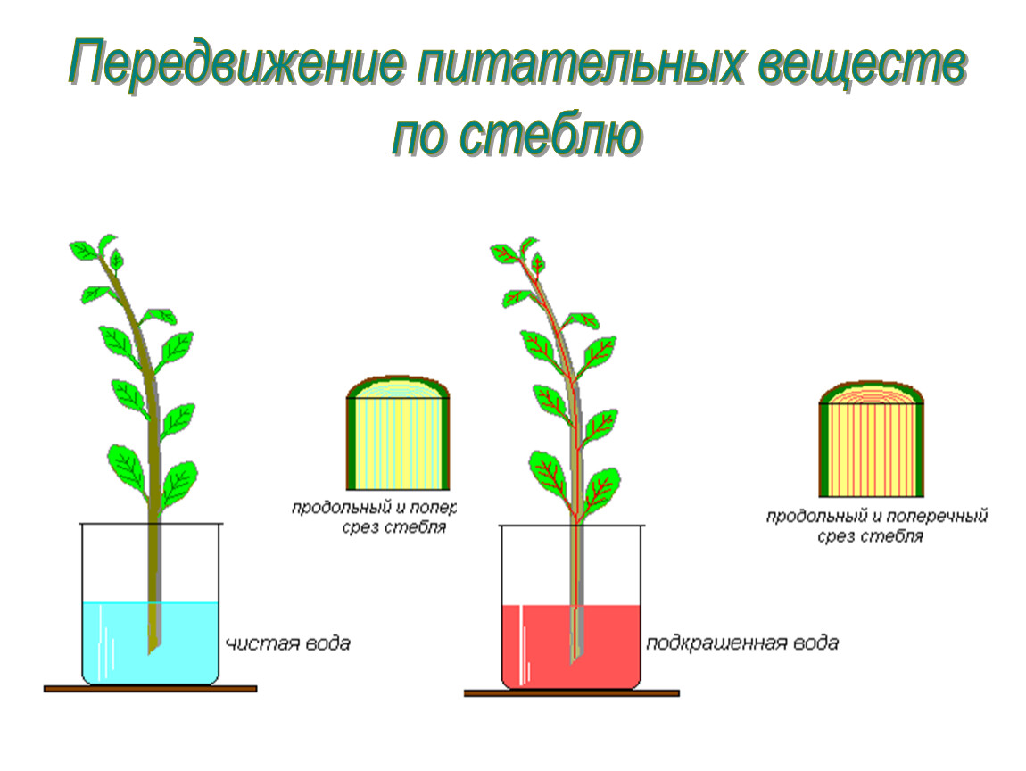 Передвижение веществ у растений 6 класс презентация