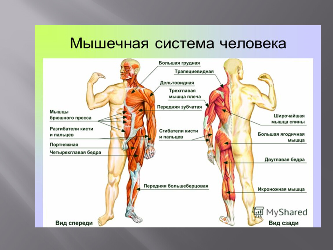 Мышцы входят в состав системы. Мышечная система схема строения. Строение человека мышцы анатомия. Мышцы человека схема с названиями.