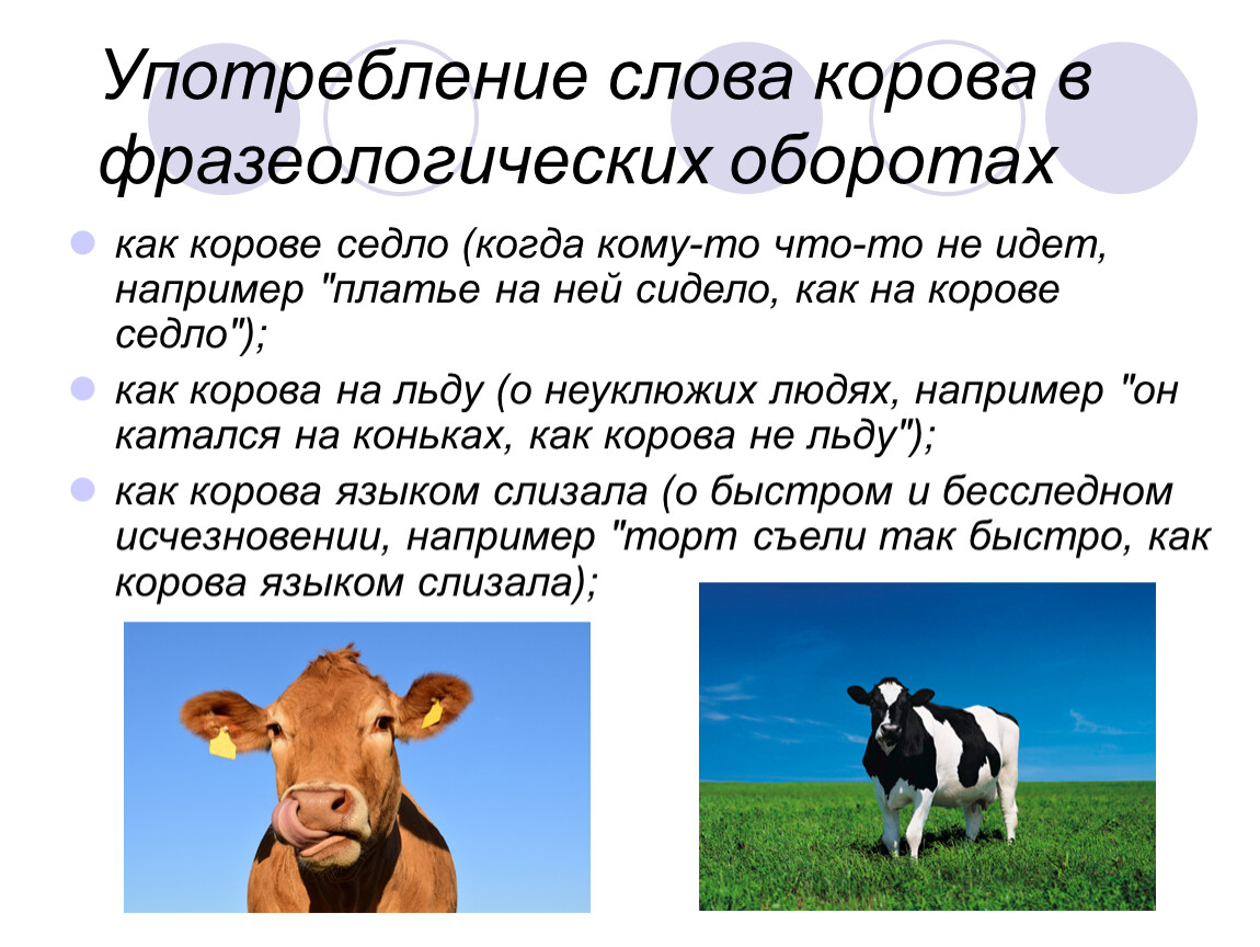 Словосочетание молоко. Происхождение слова корова. Этимология слова корова. Интересные факты о коровах. Энциклопедия про коров.