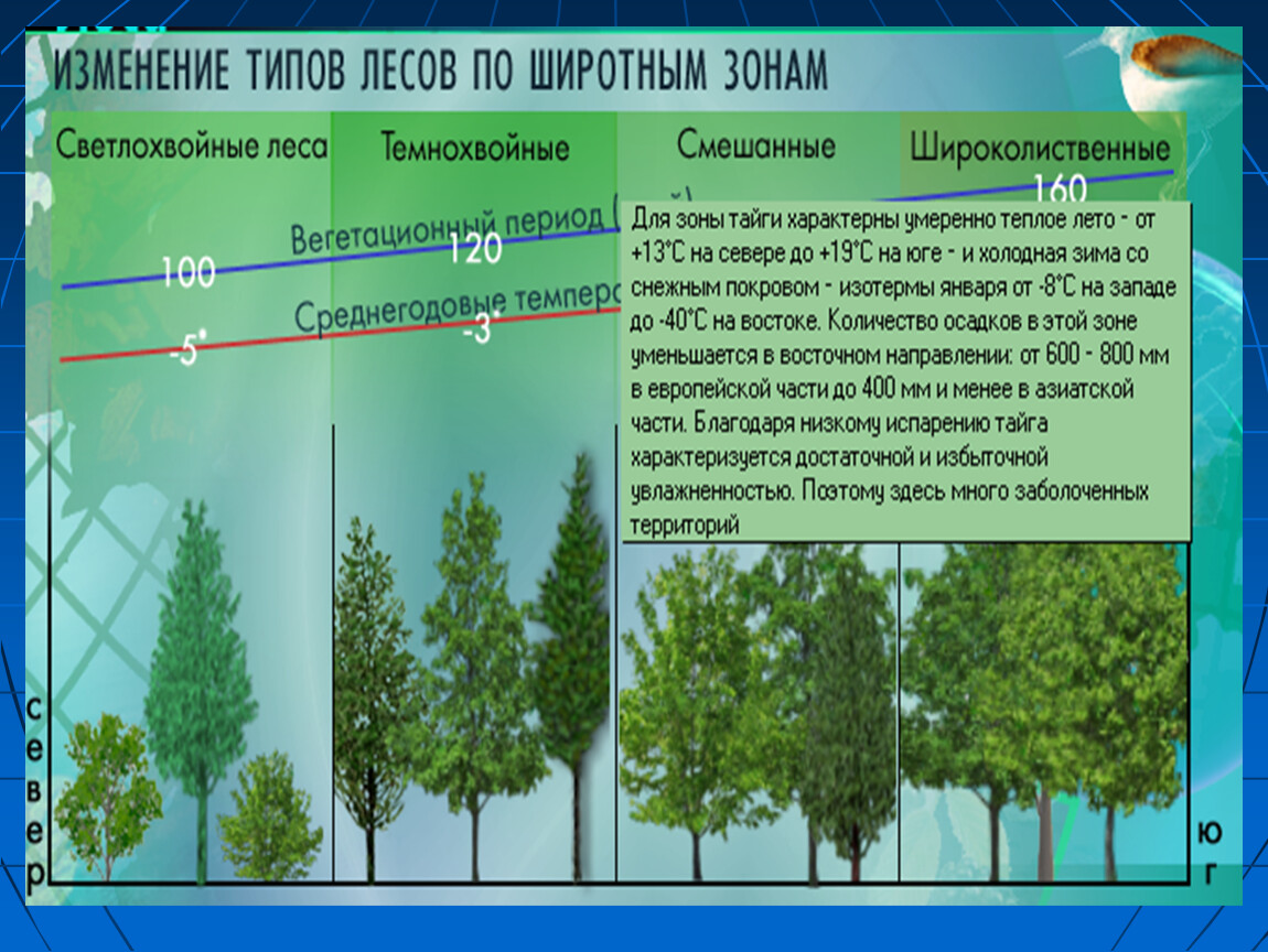 Лесные зоны кратко 8 класс. Тайга презентация 8 класс география. Тайга проект по географии 8 класс. Проект по географии Тайга это легкие нашей планеты.