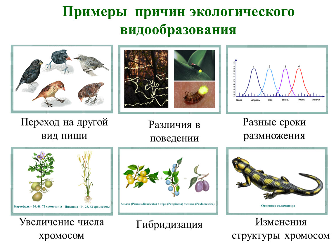 Механизм видообразования схема