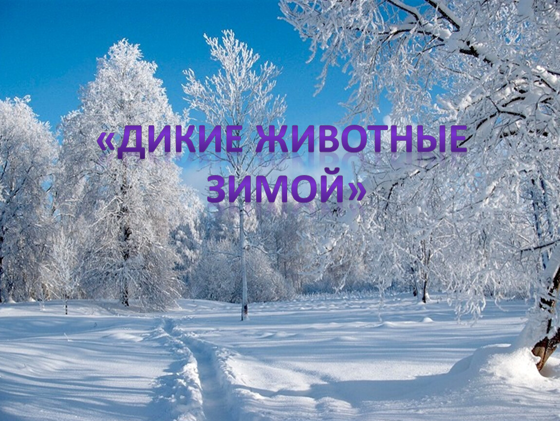 Дикие животные зимой презентация