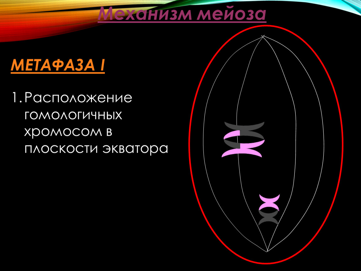 Расположение гомологичных хромосом в плоскости экватора