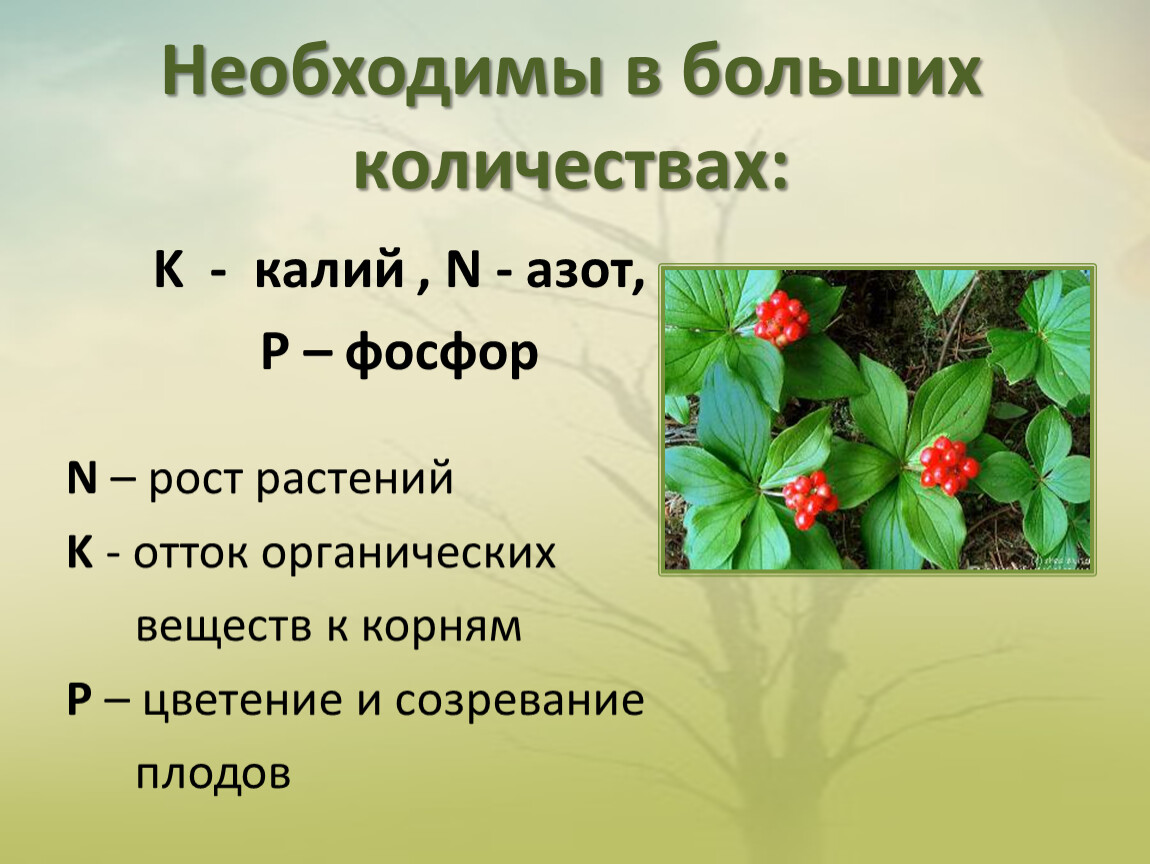 Жизнь растений 6 класс. Люпин азот фосфор калий органическое вещество. Скрлько максимально живёт растение. Скрлько максимально живёт растение число.