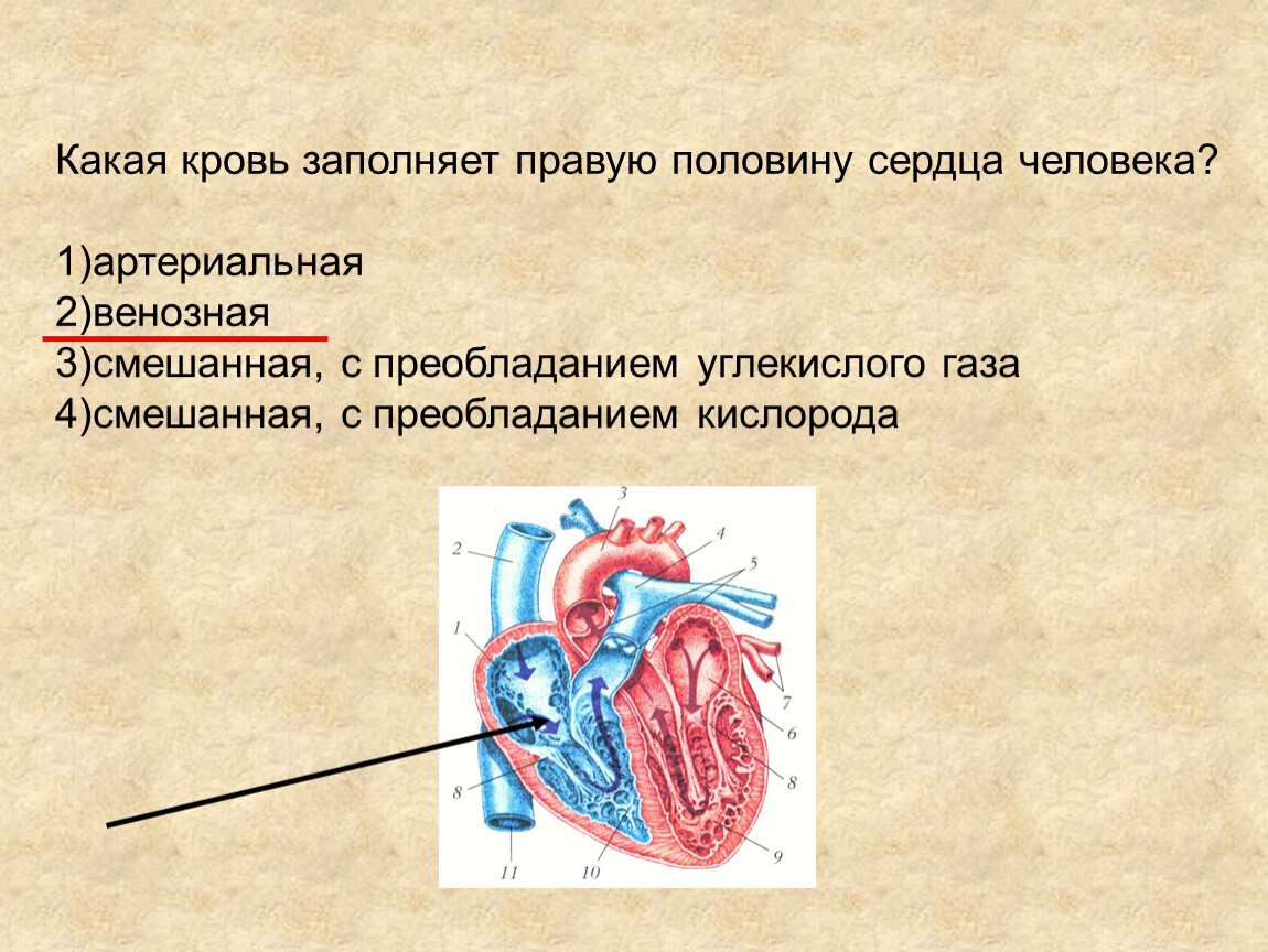 Венозная кровь наблюдается в. Какая кровь заполняет правую половину сердца. Какая кровь заполняет правую половину сердца человека. Какая кровь зпполнчет правую поллвину сердщы. Артериальная кровь заполняет.