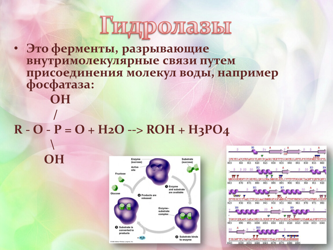 Гидролазы реакции. Химические реакции с гидролазами. Гидролазы ферменты. Гидролазы биохимия. Гидролазы примеры реакций.