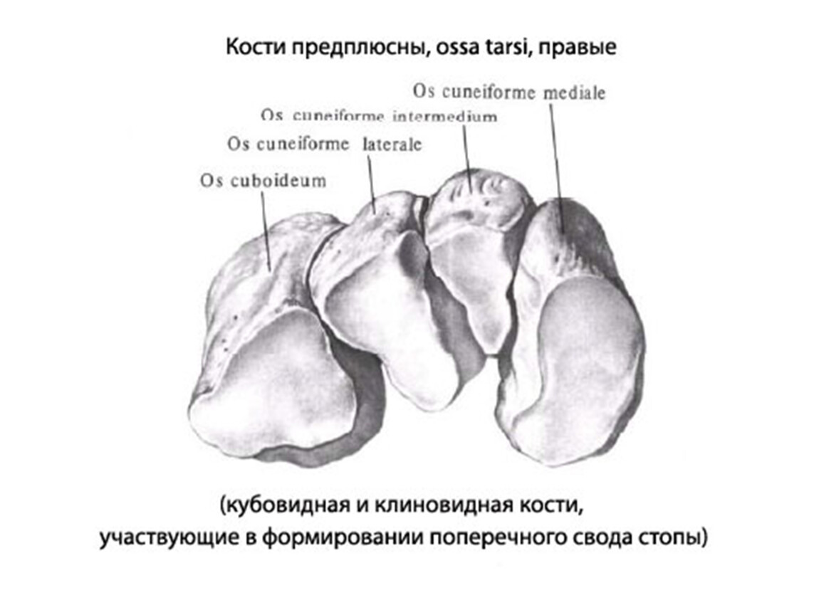 Кости предплюсны. Кости проксимального ряда предплюсны. Кости предплюсны стопы анатомия. Проксимальный ряд костей предплюсны образуют. Кубовидная кость стопы строение.