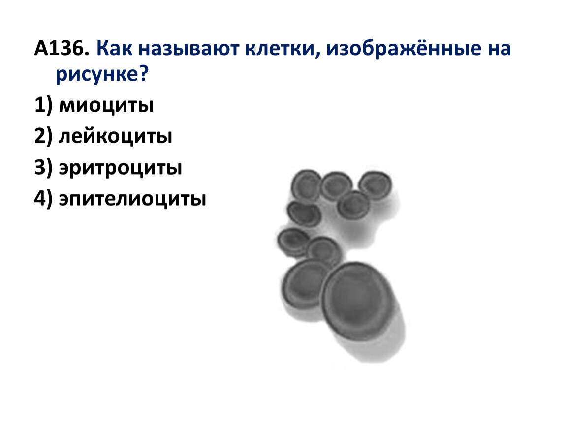 Ячейкой называется. Как называется клетка, изображённая на рисунке?. Миоциты 2) лейкоциты 3) эритроциты 4) эпителиоциты как называют. Как называется клетки изображенные на рисунке миоциты. 3. Как называют клетки, изображённые на рисунке?.