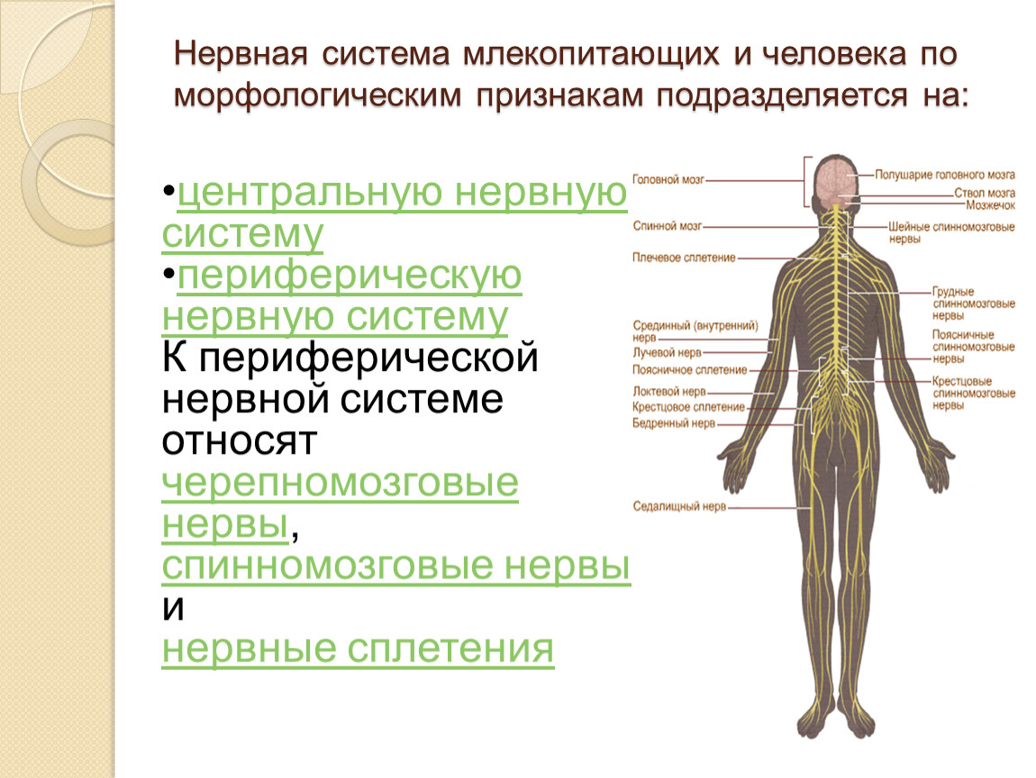 Заболевания центральной и периферической. Нервная система человека подразделяется на. Нервная система человека строение и функции кратко. Нервная система ЦНС И ПНС схема. Нервная система человека схема периферическая.