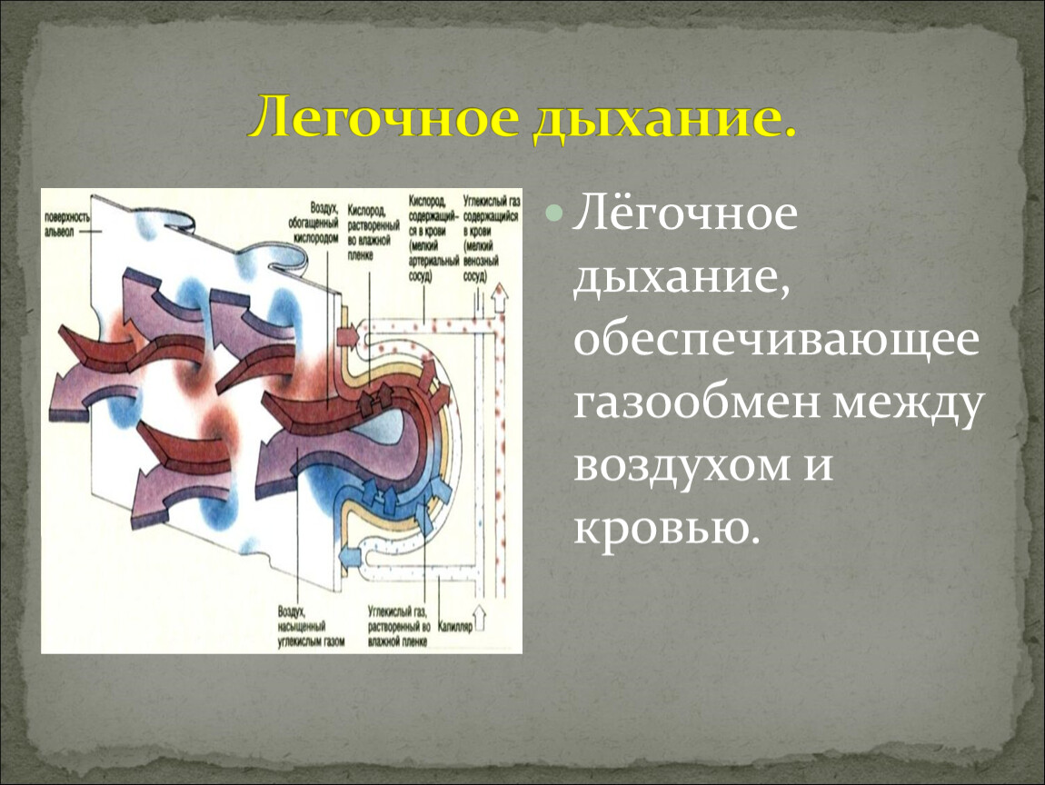 Схема легочного дыхания