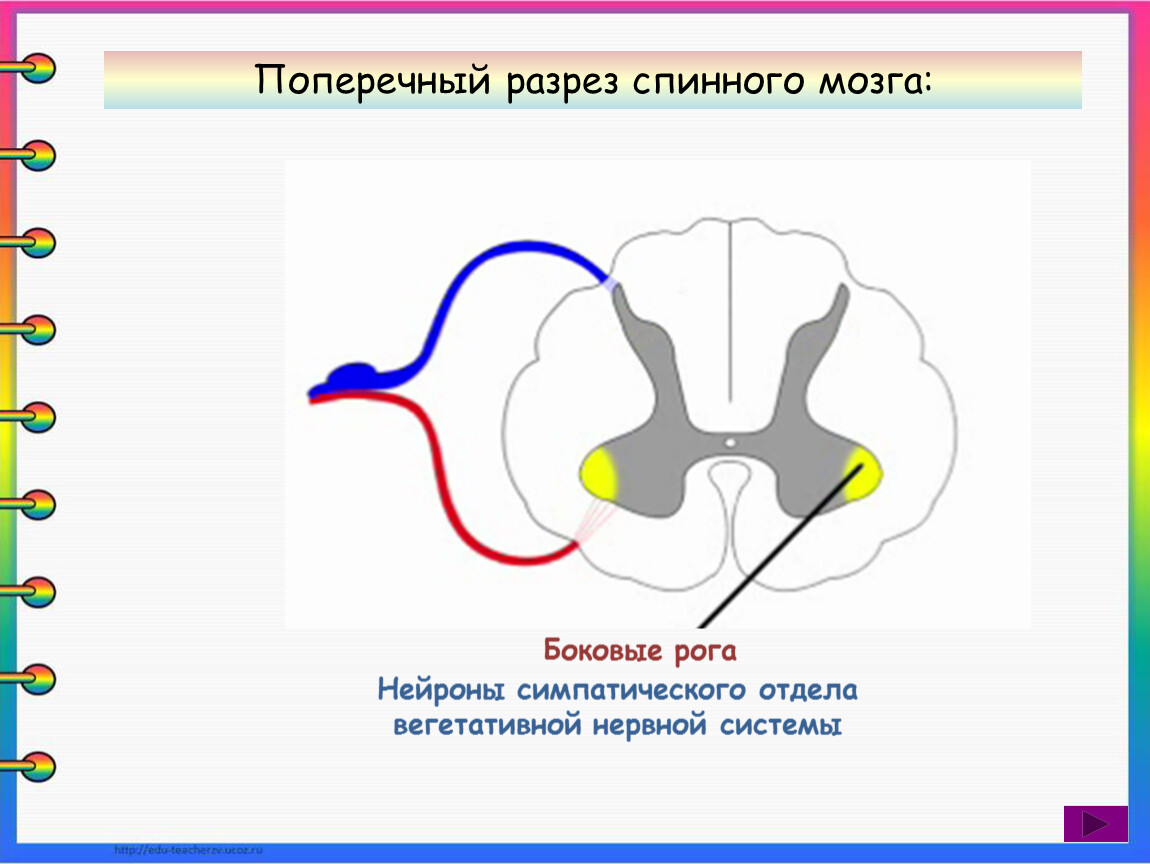 Нейроны спинного мозга характеристика. Строение спинного мозга Нейроны. Ассоциативные Нейроны спинного мозга. Поперечный разрез спинного мозга. Спинной мозг в разрезе.