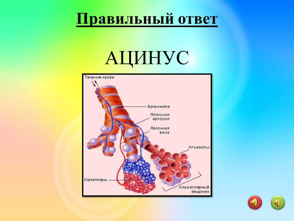 Ацинус. Ацинус физиология. Легочный ацинус. Структура ацинуса. Функции ацинуса.