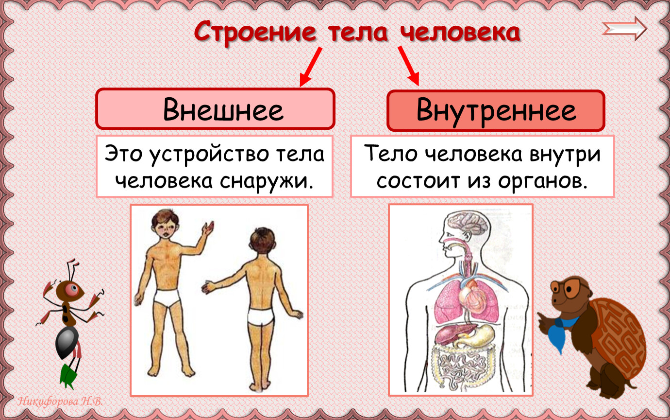 Внешнее строение человека 3. Строение тела человека. Внутреннее строение тела человека. Внешнее строение тела человека. Внешние и внутренние органы человека.