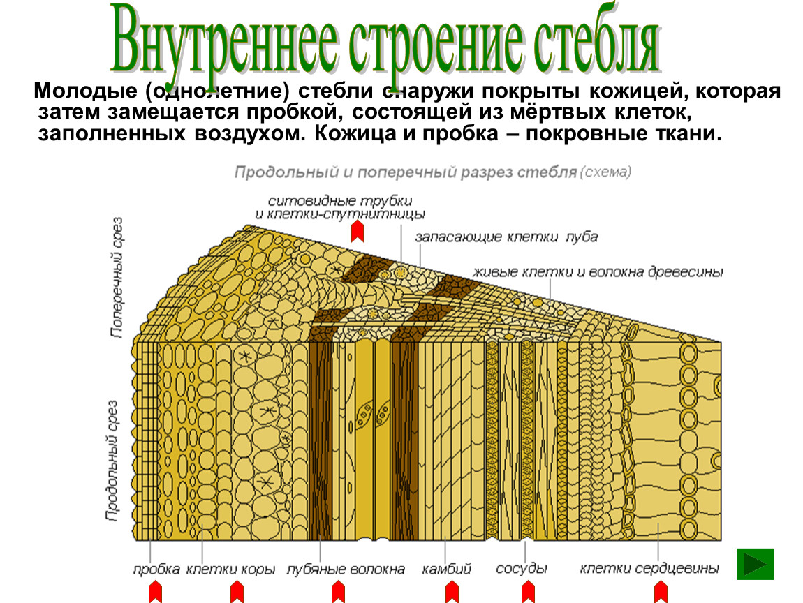 Покрывает клетку снаружи. Поперечный срез стебля дуба. Поперечный срез стебля древесного растения. Продольно-поперечный срез древесного стебля. Стебель березы поперечный срез.