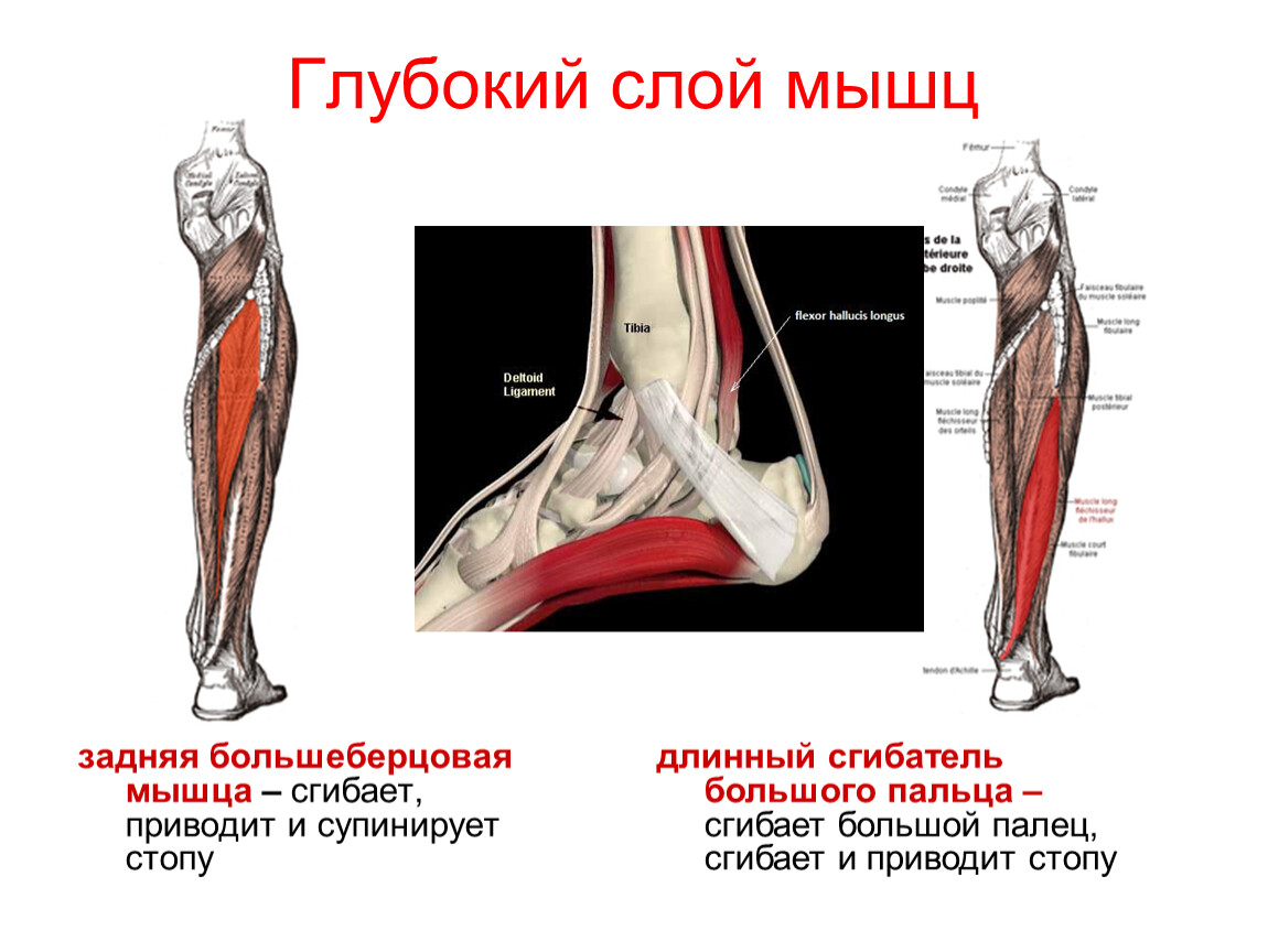 Сгибатели стопы. Функция задней большеберцовой мышцы голени. Задняя большеберцовая мышца анатомия. Задняя большеберцовая мышца, m. Tibialis posterior. Задняя большеберцовая мышца стопы функции.