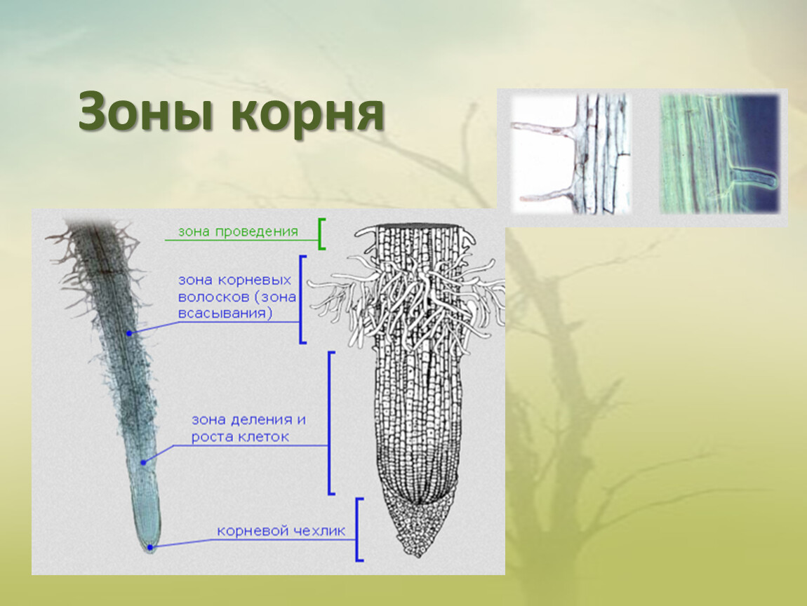 Зона проведения корня. Корневой чехлик и корневые волоски рисунок. Зоны корня корневой чехлик и корневые волоски. Строение корневого чехлика и корневых волосков. Корневой чехлик зоны.