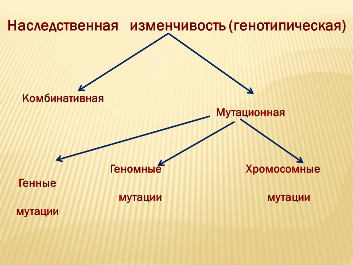 Мутационная изменчивость схема