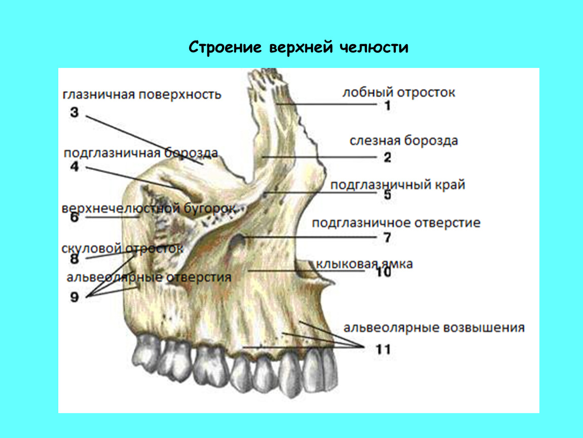 Клыковую ямку. Строение кости верхней челюсти. Верхняя челюсть анатомия строение. Строение костей верхней челюсти. Верхняя челюсть и нёбная кость анатомия.
