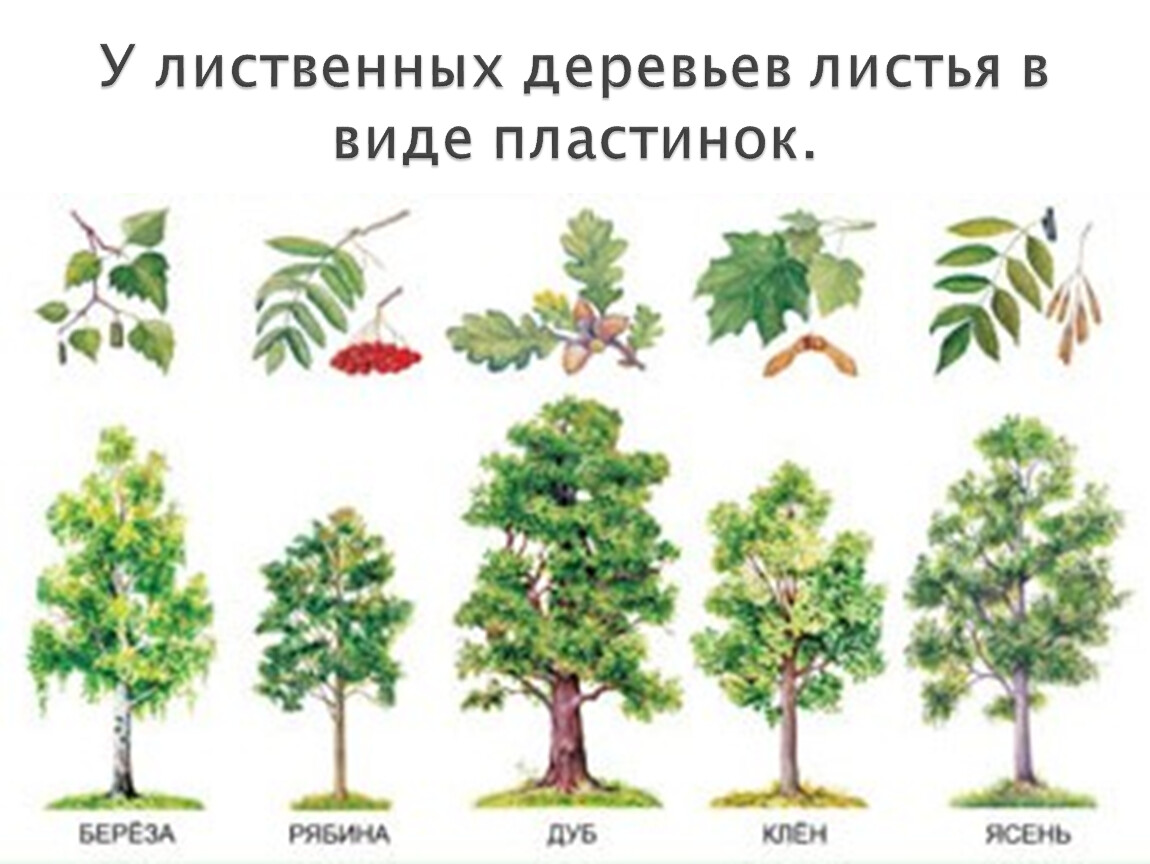 Какие есть деревья названия. Лиственные деревья названия. Лиственные деревья картинки для детей с названиями. Лиственные деревья России. Лиственные деревья для детей названия.