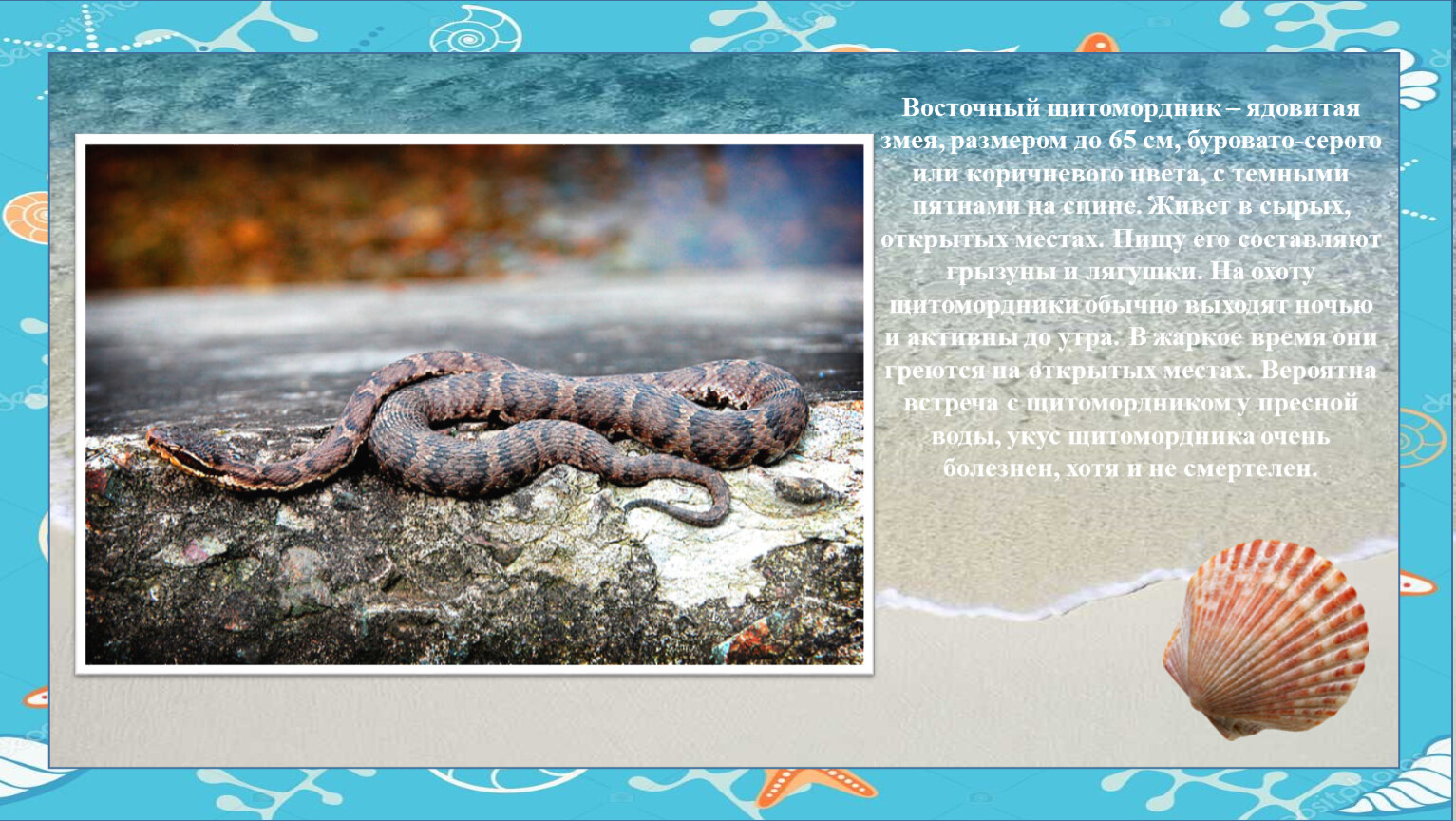 самая ядовитая змея в россии фото