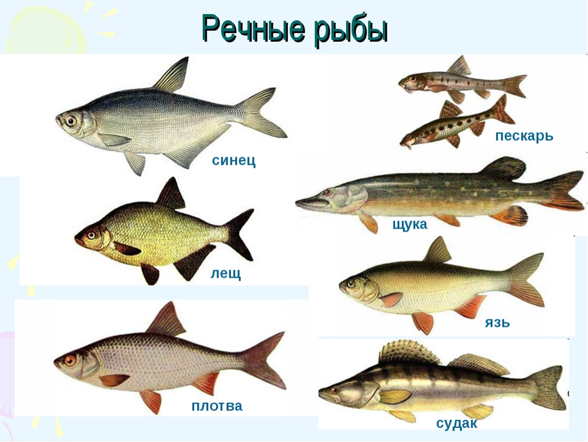 Какие рыбы водятся в воде. Речные рыбы названия. Виды речных рыб. Пресноводные рыбы названия. Речные рыбы картинки с названиями.