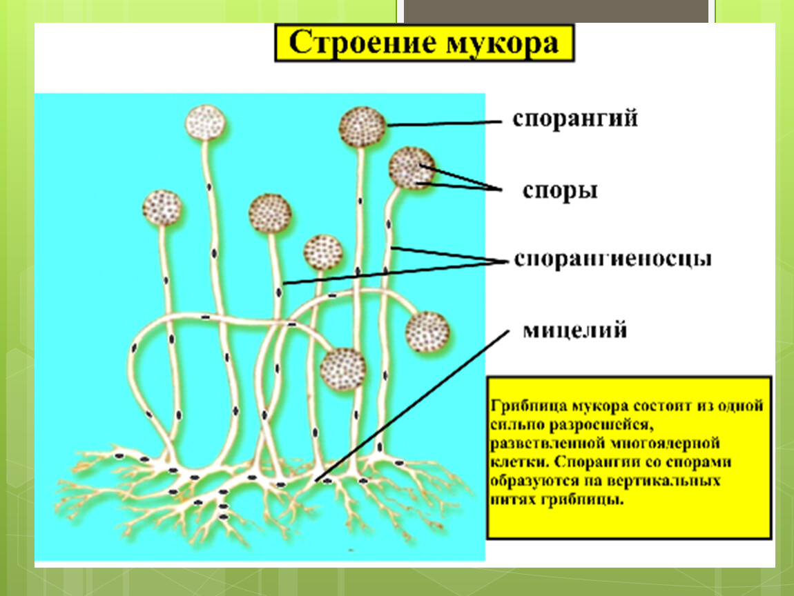 Обнаружены споры и мицелий. Строение гриба мукора 5 класс биология. Строение лесного гриба мукора. Строение плесневого гриба мукор. Строение плесневых грибов мукор.