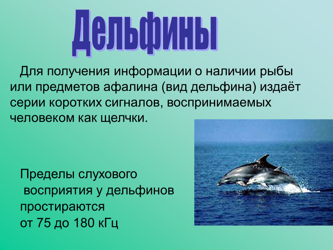 Дельфин какой звук. Дельфины и звуковые волны. Виды дельфинов. Звуковые волны Дельфин. Сообщение о дельфинах.