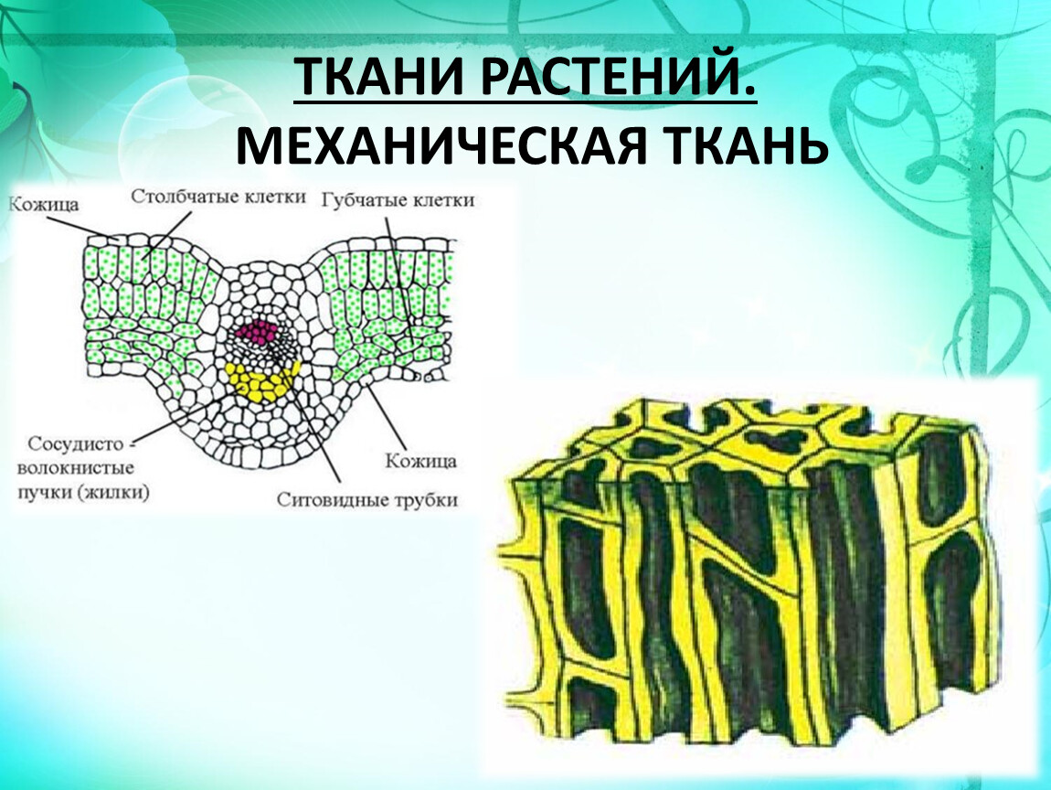 Понятие ткань ткани растений. Типы клеток у основной ткани растений. Покровная ткань строение клетки. Покровная ткань и механическая ткань. Строение тканей растений ЕГЭ.