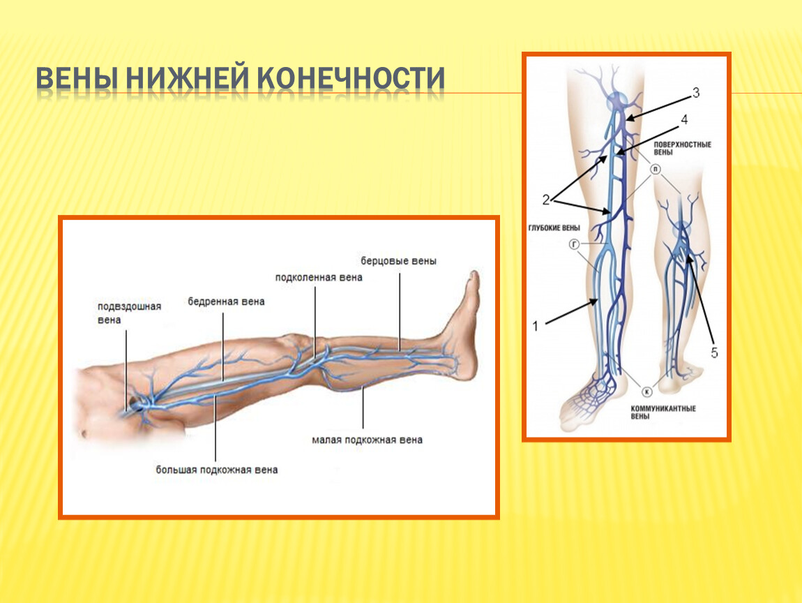 Анатомия вен ноги. Вена нижней конечности анатомия. Поверхностные вены нижней конечности схема. Суральная Вена нижних конечностей анатомия. Вены нижних конечностей анатомия схема.