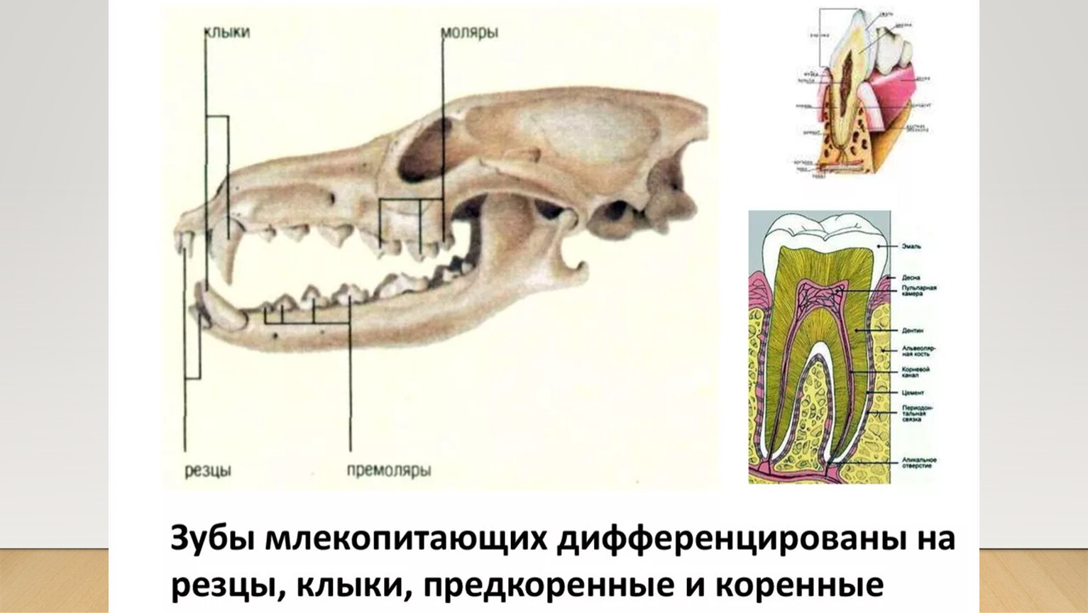 Строение зубов млекопита