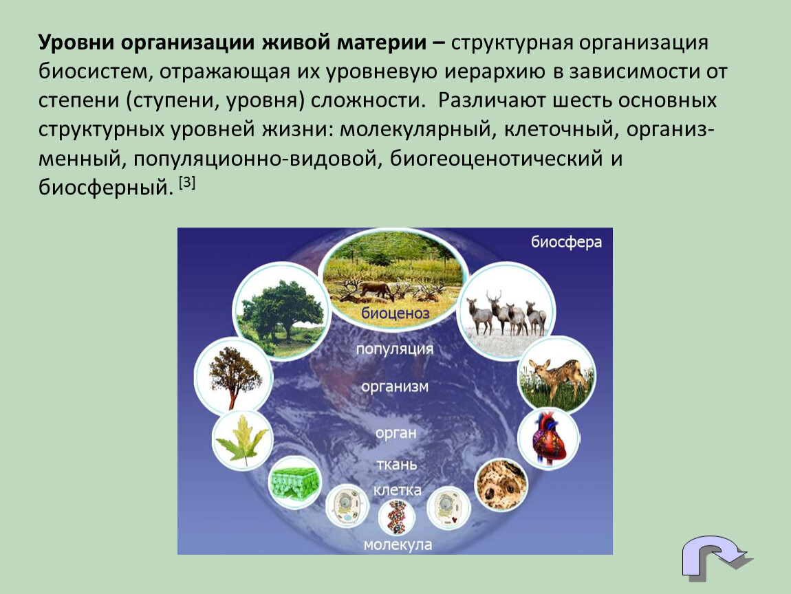 Организации живой природы. Уровни организации биосистем. Уровни организацииюио систем. Уровни организации жизни на земле. Уровни организации живой материи.