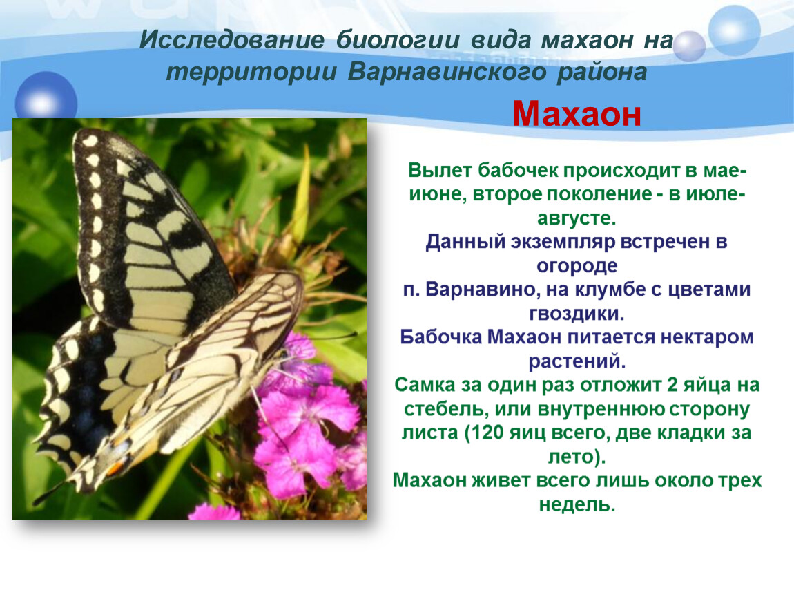 Бабочка махаон описание. Систематика бабочки Махаон. Бабочка условия обитания. Классификация бабочек. Махаон Черниговка.