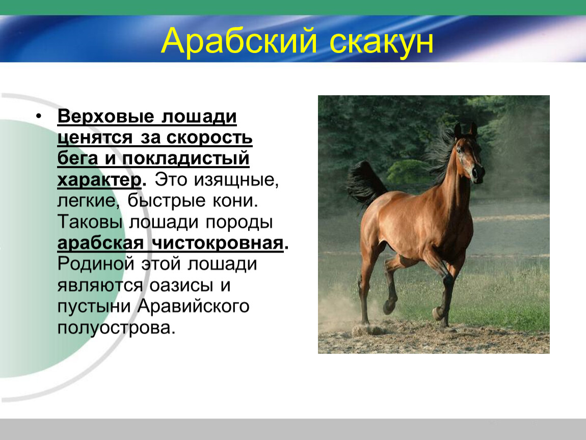 Лошадь доклад 3 класс. Сведения о лошадях. Презентация на тему лошади. Доклад на тему лошадь. Доклад на тему домашние животные лошадь.