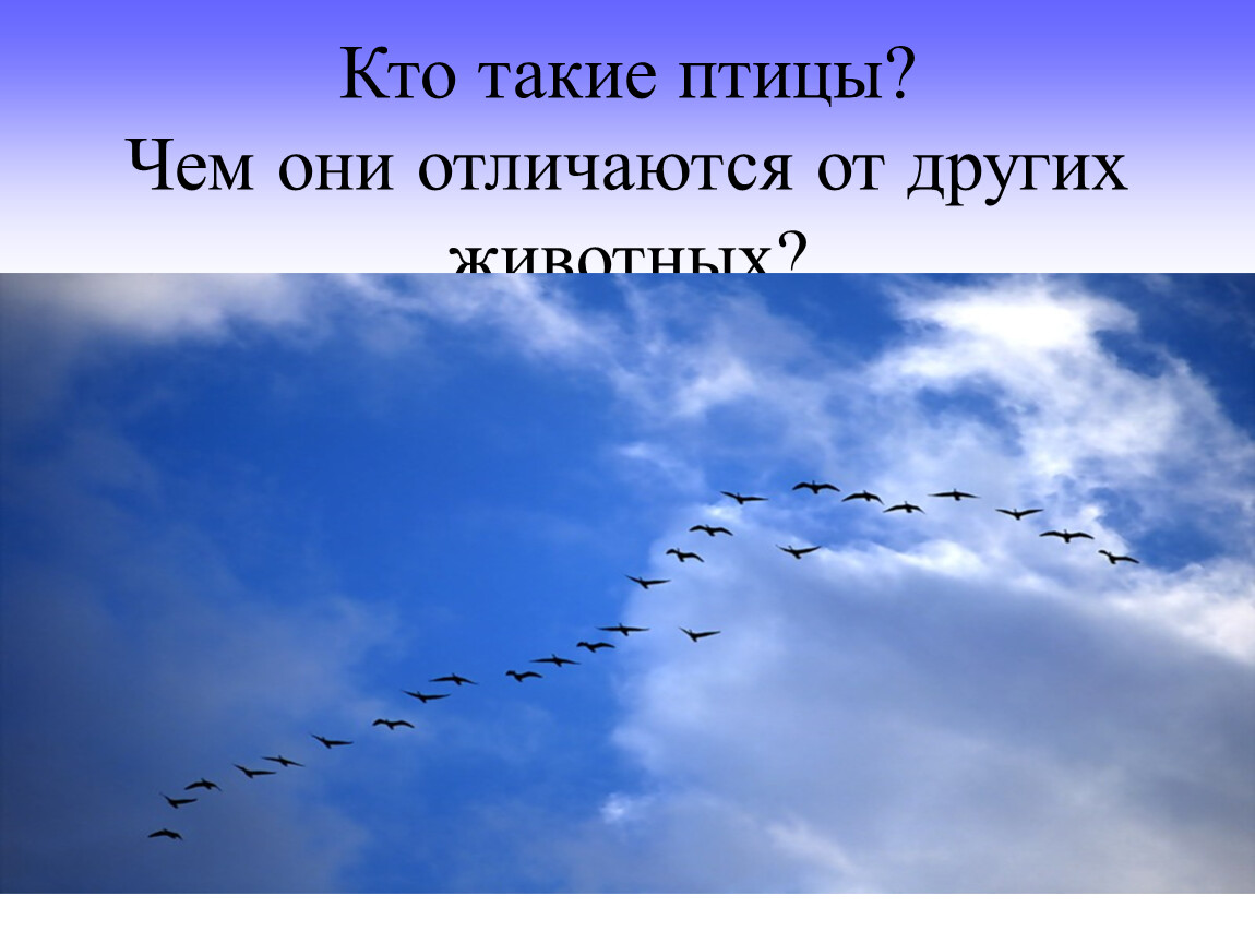 Кто такие птицы. Кто такие пернатые. Кто такие птицы 1 класс окружающий мир. Кто такие птицы учебник.