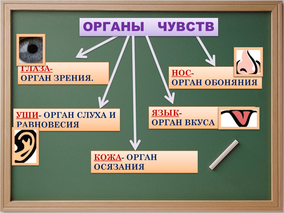 Органы чувств презентация 3 класс окружающий. Кластер органы чувств. Органы слуха обоняния осязания вкуса равновесия зрения. Класстер а тему органы чувств. Кластер орган зрения.