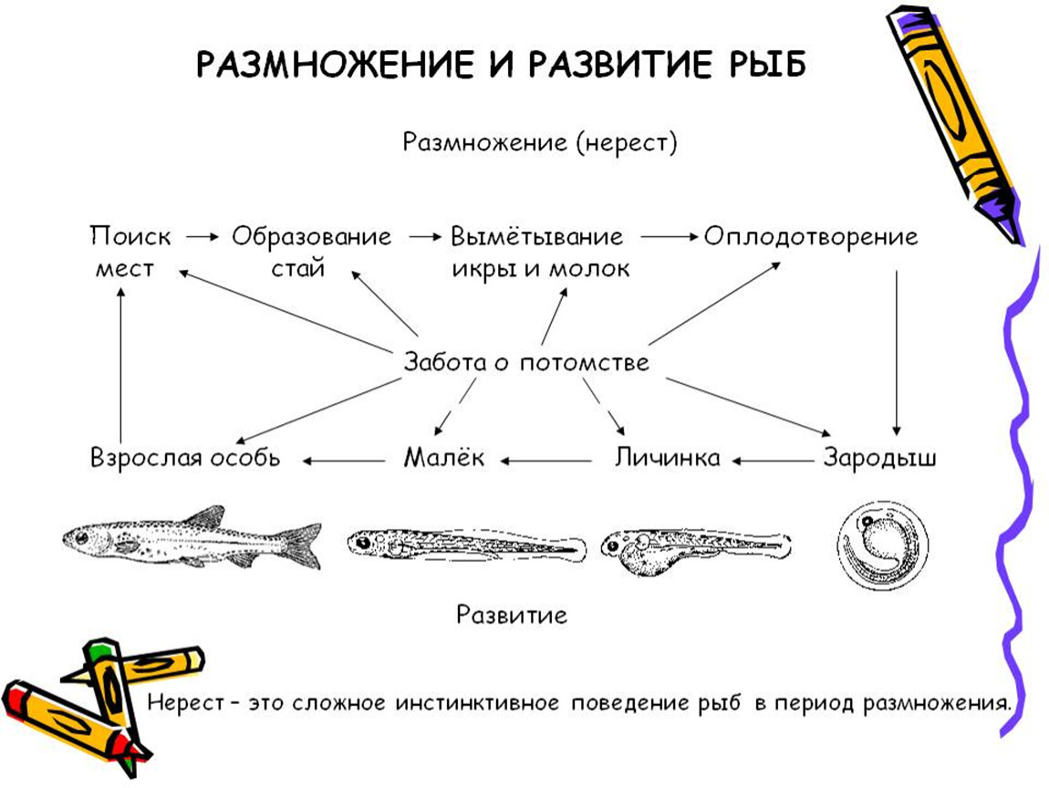 Цикл развития рыбы схема - 93 фото